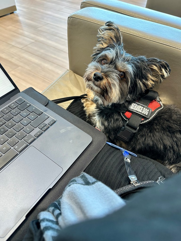 Service Dog Assistance Animal Yorkie Yorkshire Terrier Cute Dog